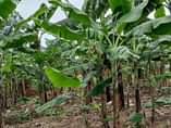 A picture of Busubuzi deal on quick sale 100ft 100ft private mail land