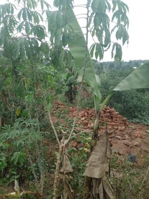 A picture of Plot 20x50 ft at 4millions call 0705873033