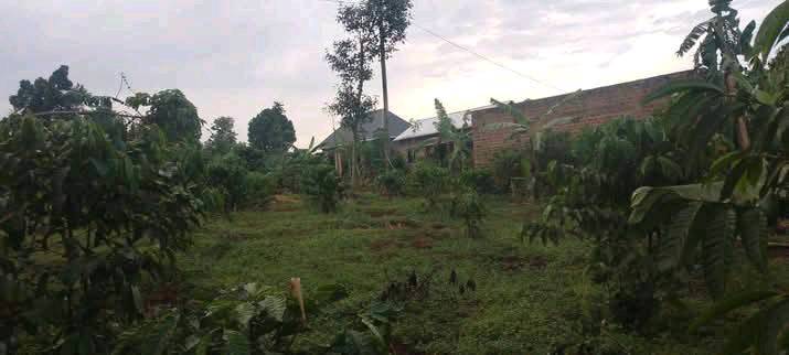 A picture of 50 100 titled plot for sale at only 16m 0704388715