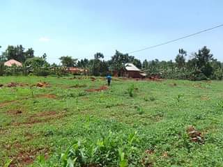 A picture of QUICK SALE IN WOBULENZI BUKALASA BRAND NEW SITE 12M KYAPPA
