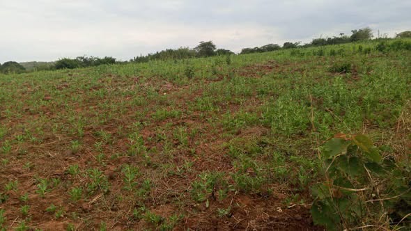 A picture of Shamba linauzwa lipo mbwewe