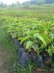 A picture of Our dear customers the rainy season has started we are
