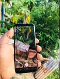 A picture of Samsung S8