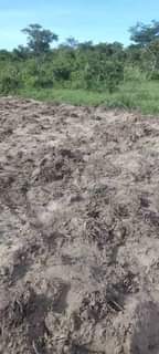 A picture of SHAMBA ZURI NA SAFII LIMESAFI HEKA NANE LINAUZWA LIPO MZENGA