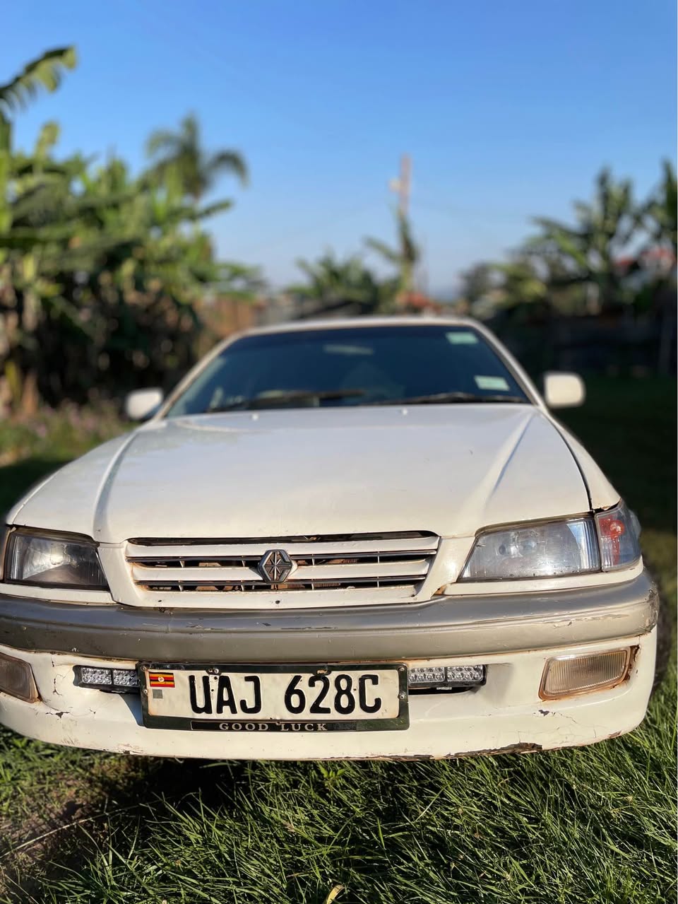 A picture of Premio ordinary