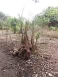 A picture of SHAMBA ZURI LINAUZWA LIPO ZEGERO MZENGA WILAYA YA KISARAWE MKOA