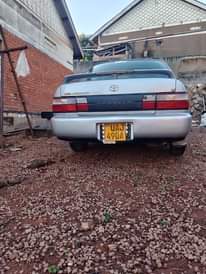 A picture of Kikumi for sale