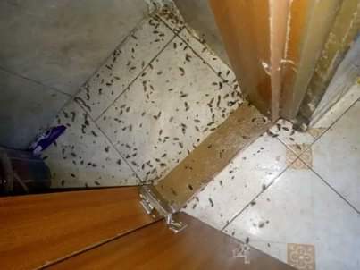 cleaning services