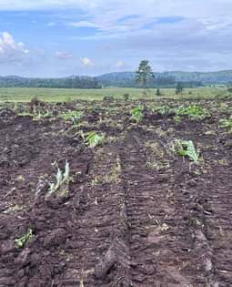 A picture of NEWLY DEVELOPED AFFORDABLE PLOTS FOR SALE IN NAMAYUMBA