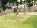 A picture of House for sale at 100m ush at Kawanda.