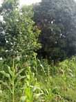 A picture of 4 5 fertile acres on sale all at 36m with