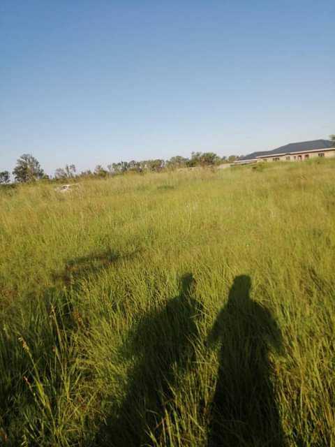 stands