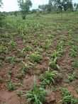 A picture of Money needed urgently 8acres at 104m 13m each 2km from