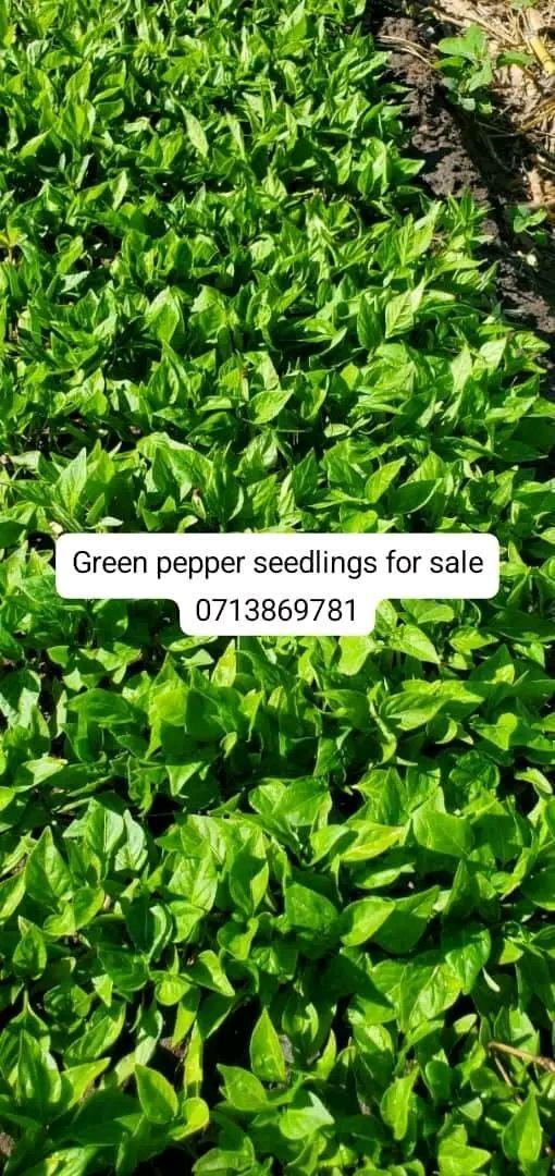 seedlings