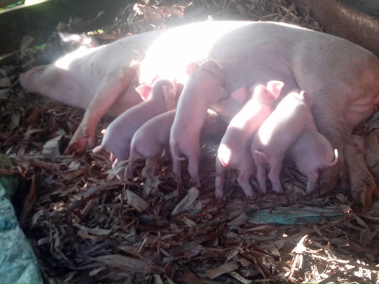 A picture of Animal piglets