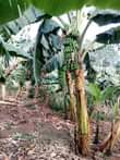 A picture of 50 by 100 plot kibanja on sale with banana plantation