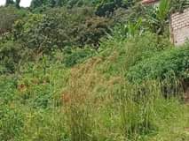 A picture of Makindye kizungu nice plot on quick sale