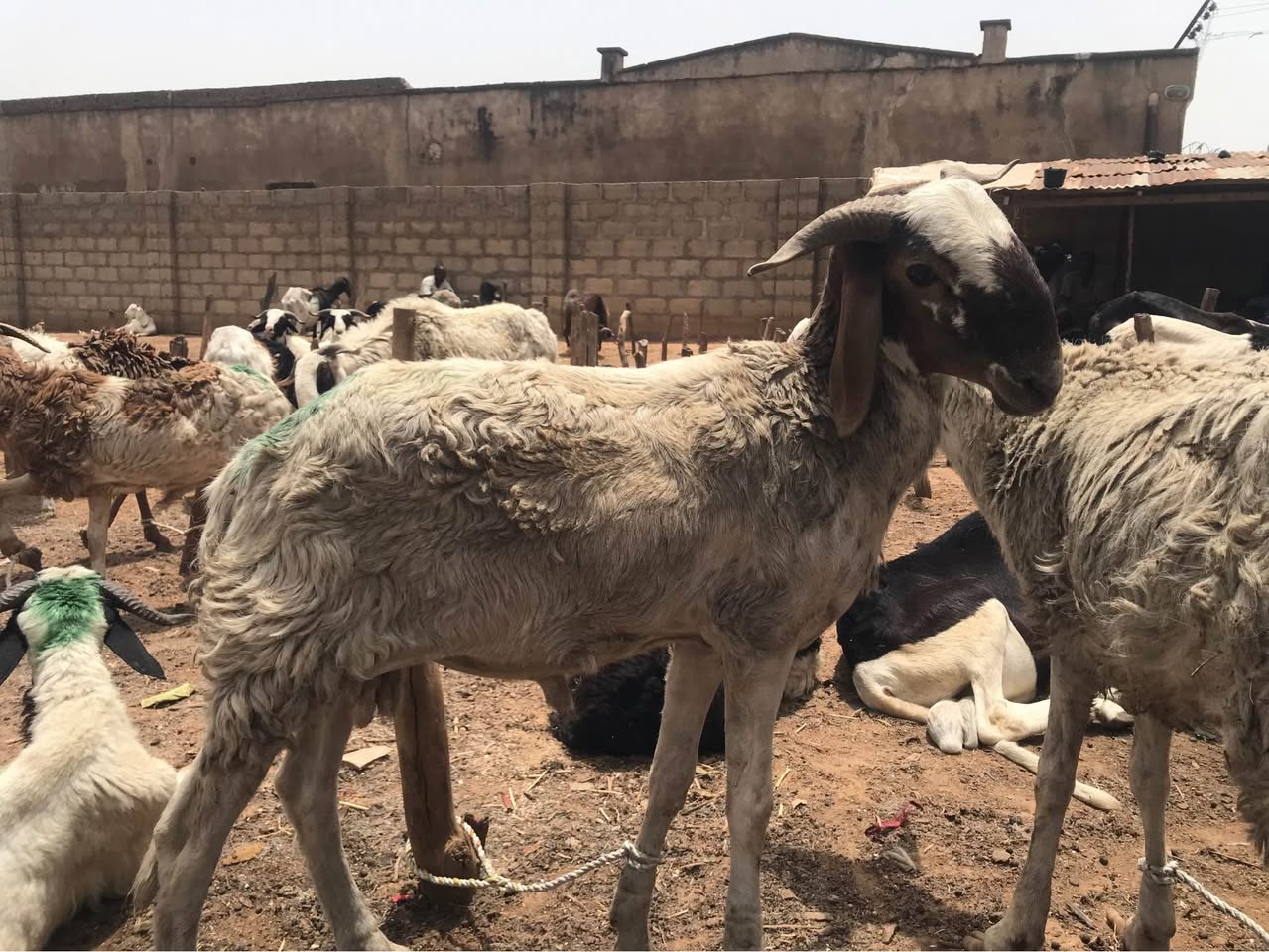 A picture of Rams