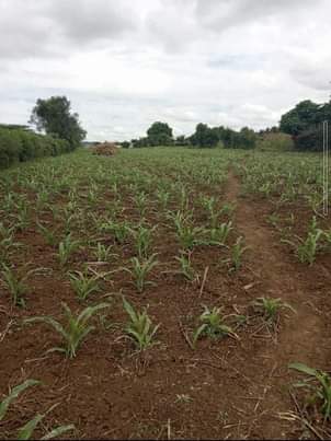 A picture of Kisongo plot 32mx90m