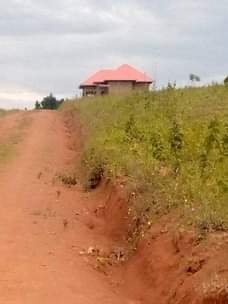 A picture of  WAKISO HALF LONDON 20m