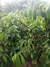 A picture of 10 fertile acres for sale all at 90m with electricity