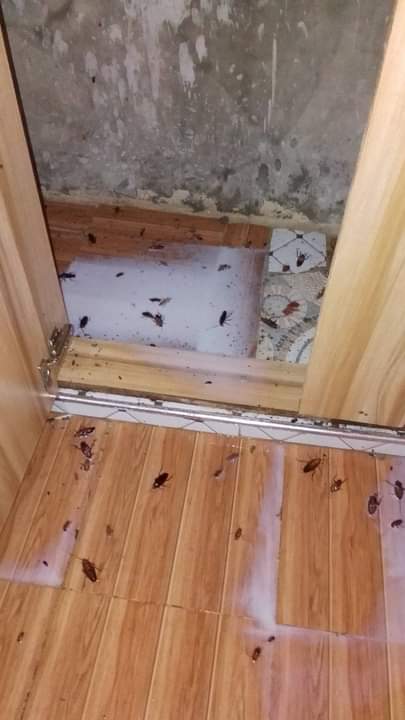 pest control