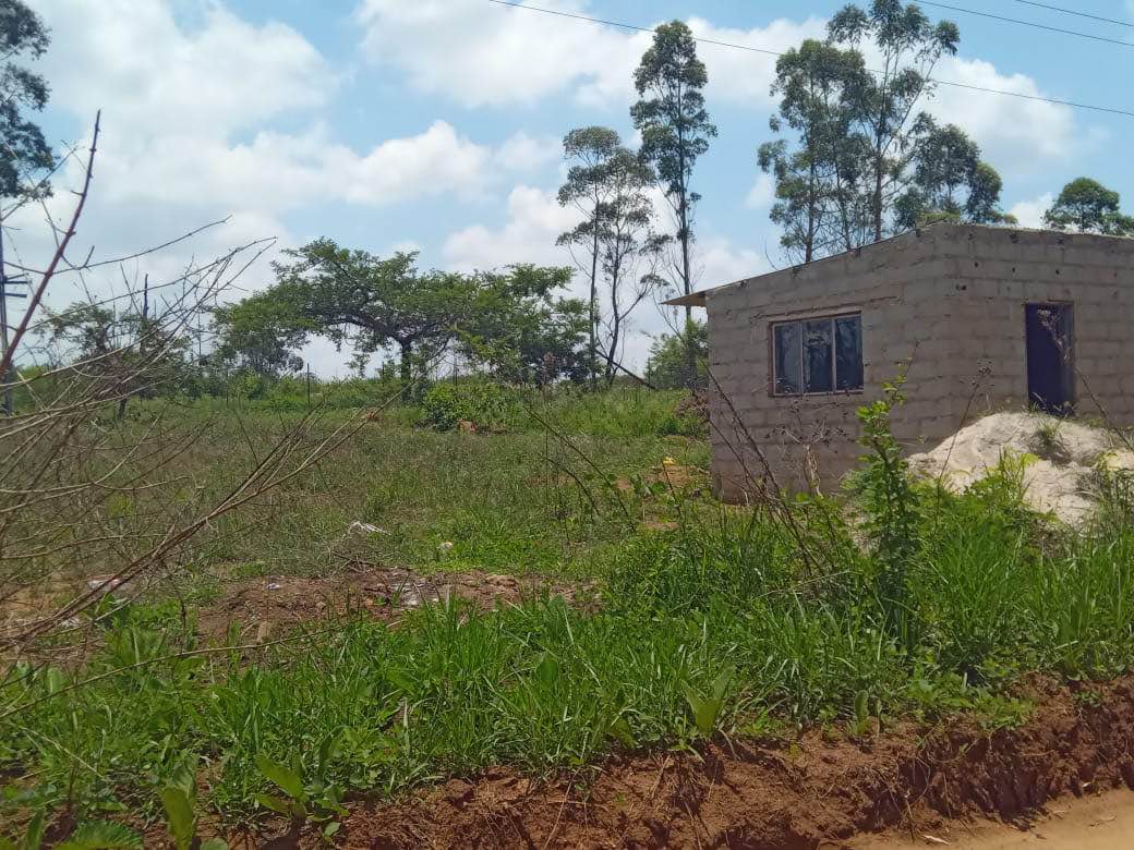 Mpendulo B.