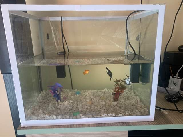 A picture of Fish aquarium