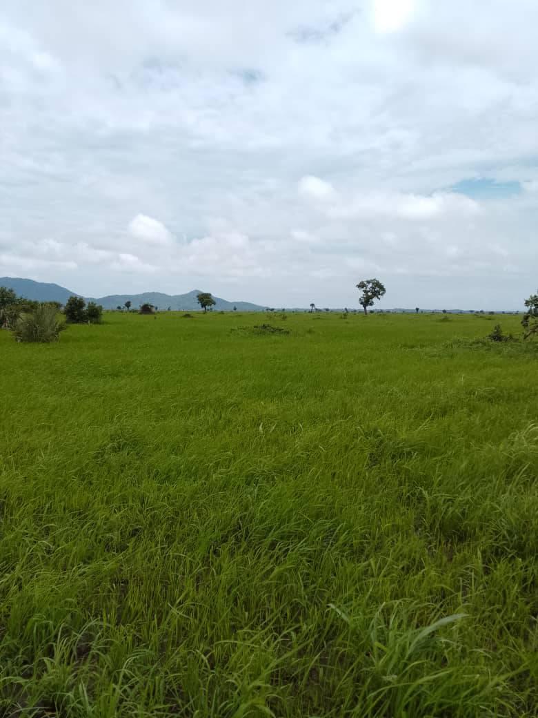land