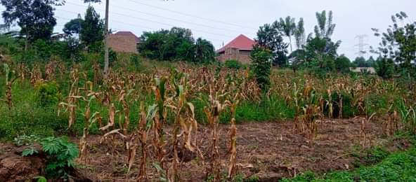 A picture of Anti Mr property management I HAVE 2 PLOTS FOR LOCATED