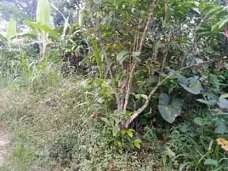 A picture of PLOT 50 100ft FOR SALE IN NAKASEKE KAPEEKA