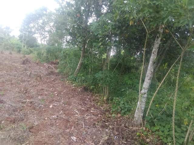 A picture of Plot 50 by 100