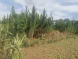 A picture of Plot of land at kakiri for sale