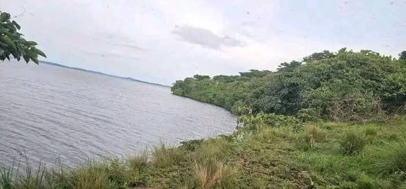 plots mukono