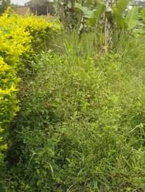 A picture of LAND FOR SALE MASAKA ROAD