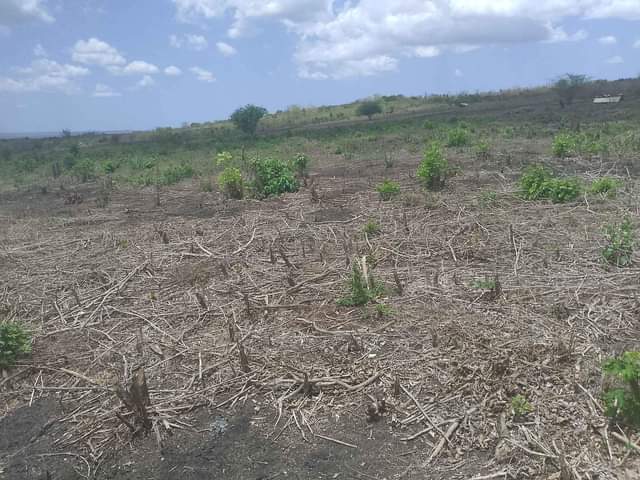 A picture of Shamba KIWANGWA