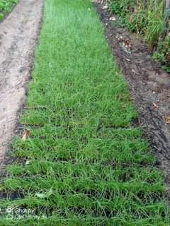 seedlings
