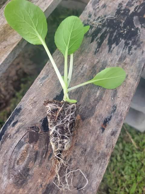 Devatta B.