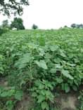 A picture of Shamba linauzwa Kiwangwa ekari 30