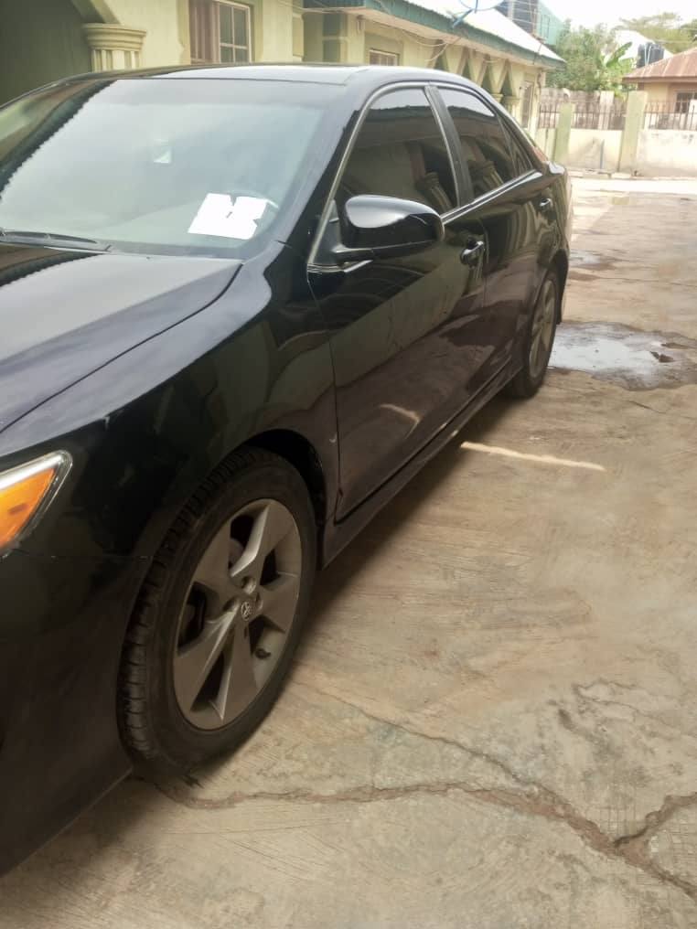 A picture of Camry Mucle spider