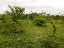 A picture of Shamba la eka 20 linauzwa masuguru kata ya kiwangwa wilaya