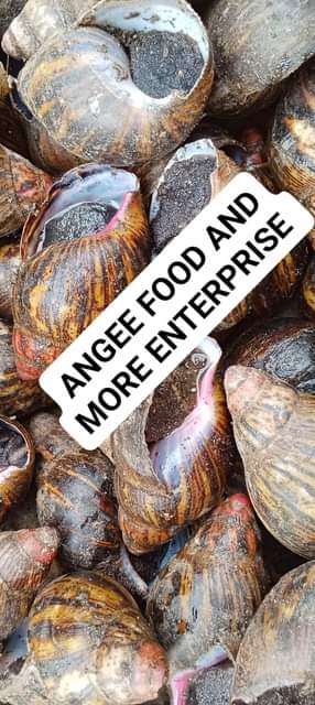 A picture of We have bush snails available for pickup dried to export