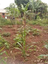 A picture of Plot for sale