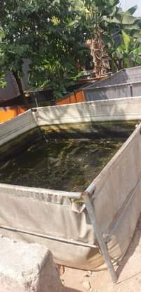 A picture of Fish pond tarm 10 x 10 8 x 10 10