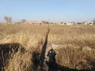 stands