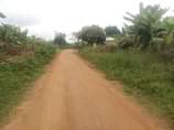 A picture of Matugga migadde plot with plantation
