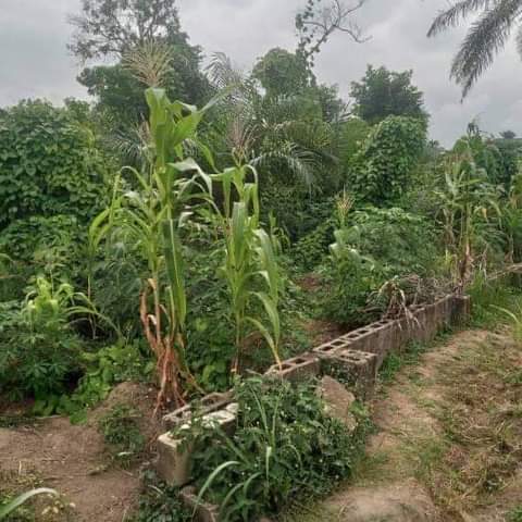 A picture of A full plot of land with coated fenced