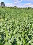 A picture of Good Good News 25 Acres zipangisibwa For hire with maize