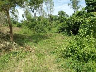 A picture of 2 Acres of private mile land title for sale 50m