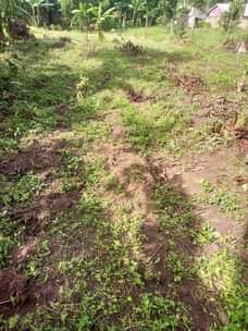 A picture of Plot 38x100ft for sale in kijjo
